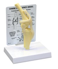 犬の膝関節模型