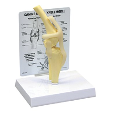 画像1: 犬の膝関節模型
