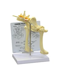 犬の股関節模型