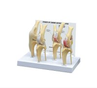 犬の膝関節 骨関節炎模型
