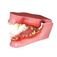 犬の歯と顎模型