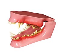 犬の歯と顎模型