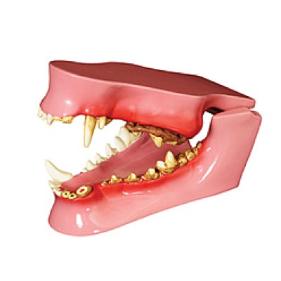 画像1: 犬の歯と顎模型